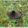 erebia iranica male1